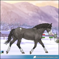 Horse Color:Grullo Splash Appaloosa 