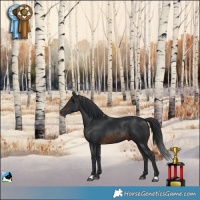 Horse Color:Brown Mushroom Rabicano
