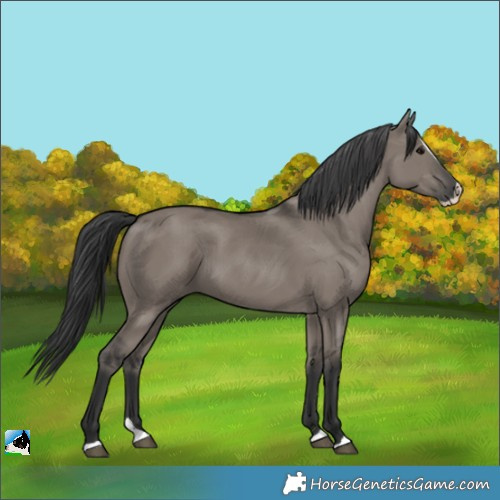 Horse Color:Grullo Splash 