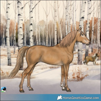 Horse Color:Gray Red Dun 