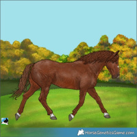 Horse Color:Chestnut 