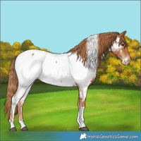 Horse Color:Chestnut Tobiano Near Fewspot 
