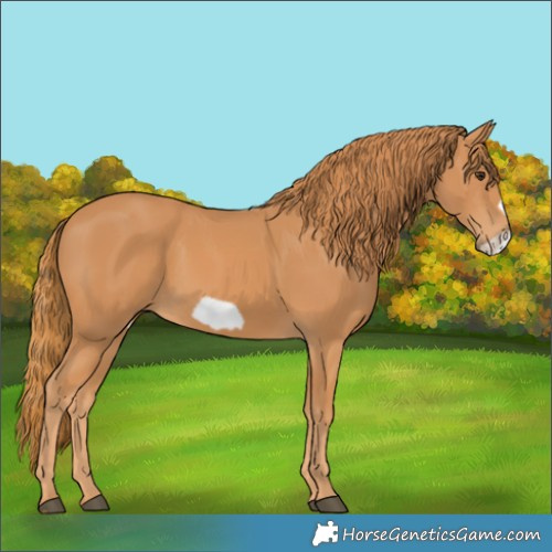 Horse Color:Chestnut Frame