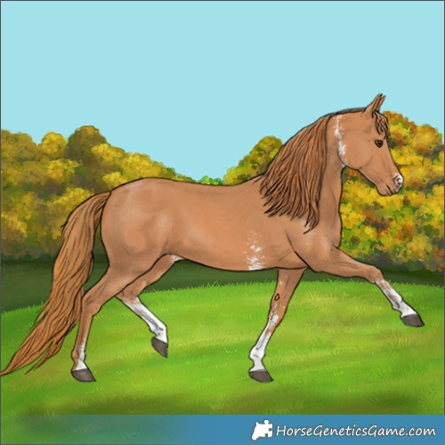 Horse Color:Chestnut Sabino 