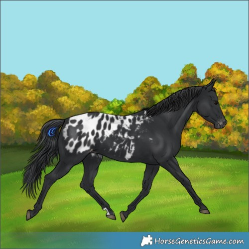 Horse Color:Black Appaloosa 
