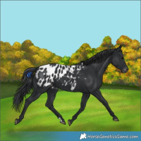 Horse Color:Black Appaloosa 