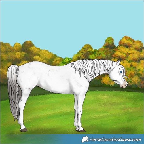 Horse Color:Liver Chestnut Sabino Splash Appaloosa 