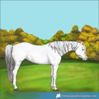 Horse Color:Liver Chestnut Sabino Splash Snowflake Varnish