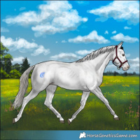 Horse Color:Liver Red Dun Sabino Splash Snowflake Varnish