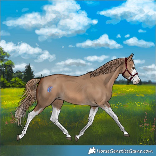 Horse Color:Red Dun Splash  and Red Dun Splash 