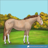 Horse Color:Red Dun Splash and Red Dun Splash