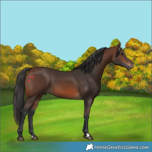 Horse Color:Brown 