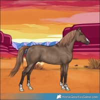 Horse Color:Liver Red Dun Rabicano 