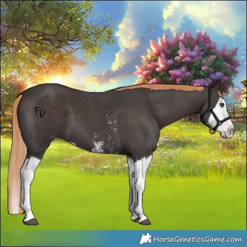 Horse Color:Liver Chestnut Sabino Splash 