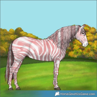 Horse Color:Liver Chestnut Sabino Splash Appaloosa 