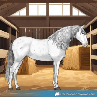 Horse Color:Liver Chestnut Sabino Splash Appaloosa 