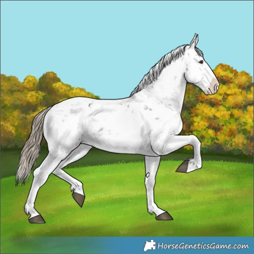 Horse Color:Liver Chestnut Sabino Splash Appaloosa 