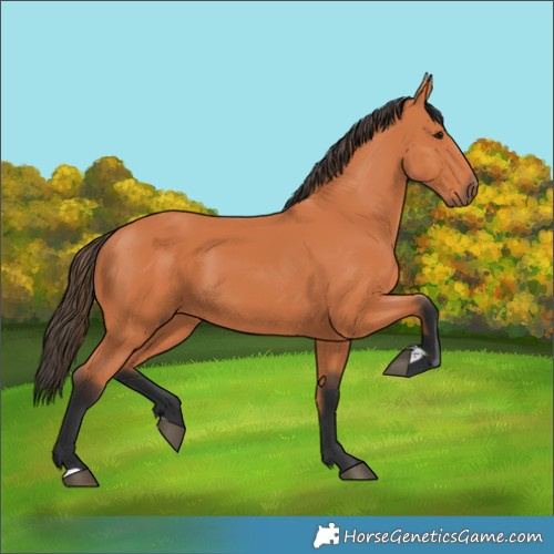 Horse Color:Unknown 