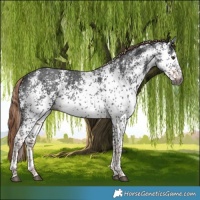 Horse Color:Gray White Spotted Liver Chestnut Appaloosa