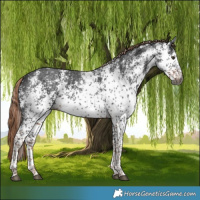 Horse Color:Gray White Spotted Liver Chestnut Appaloosa
