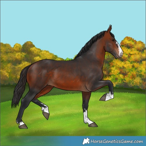 Horse Color:Unknown 