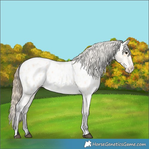 Horse Color:Buckskin Roan Near Leopard 