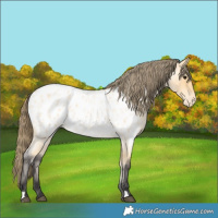 Horse Color:Buckskin Roan Appaloosa 