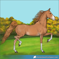 Horse Color:Chestnut 