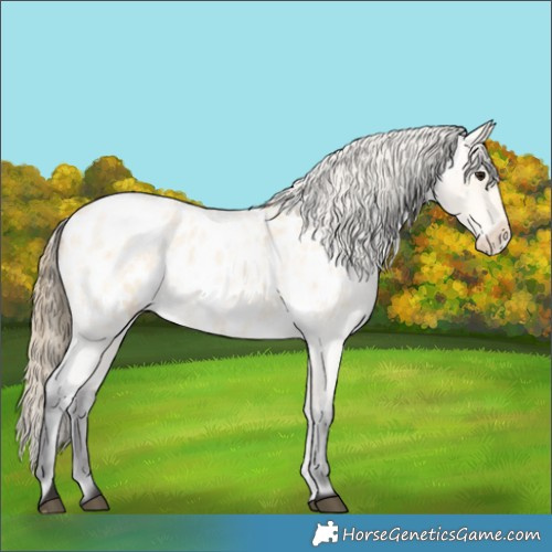 Horse Color:Buckskin Roan Near Leopard 