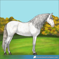 Horse Color:Buckskin Roan Near Leopard 