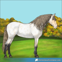 Horse Color:Buckskin Roan Appaloosa 