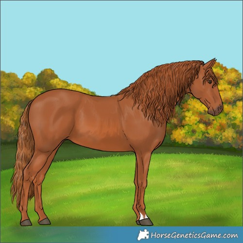 Horse Color:Chestnut 