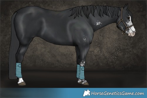 Horse Color:Black Sabino 