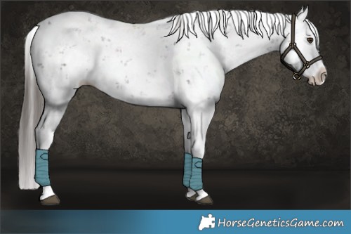 Horse Color:Liver Chestnut Sabino Splash Appaloosa 