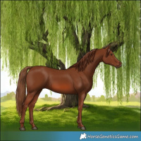 Horse Color:Chestnut 