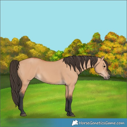Horse Color:Bay Dun 