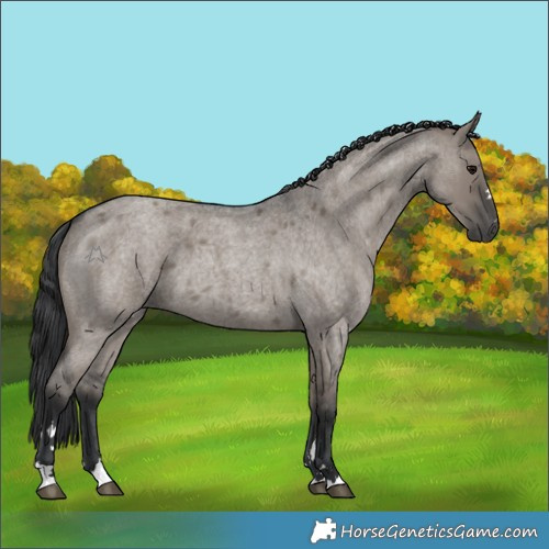 Horse Color:Grullo Roan 