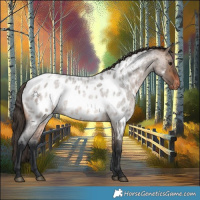 Horse Color:Brown Roan Dun Appaloosa