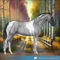 Horse Color:Blue Roan Tobiano