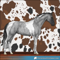Horse Color:Blue Roan Tobiano 