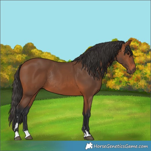 Horse Color:Bay Rabicano 