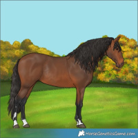 Horse Color:Bay Rabicano 