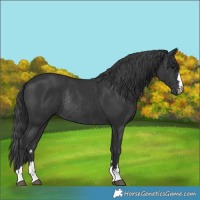 Horse Color:Black Rabicano 
