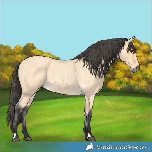Horse Color:Buckskin Roan Rabicano 