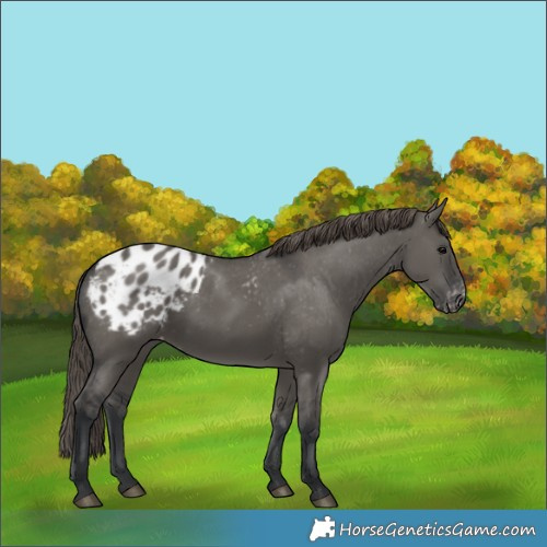 Horse Color:Grullo Appaloosa 