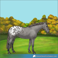 Horse Color:Grullo Appaloosa 