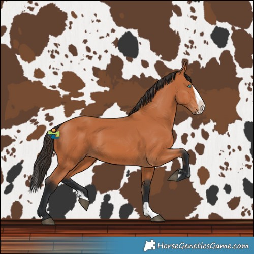 Horse Color:Bay Splash 