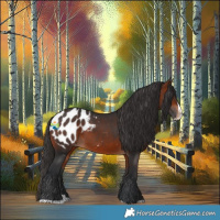 Horse Color:Brown Splash Appaloosa 