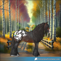 Horse Color:Brown Splash Appaloosa 