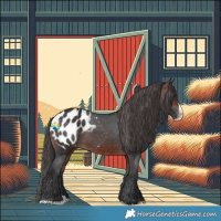 Horse Color:Brown Splash Appaloosa